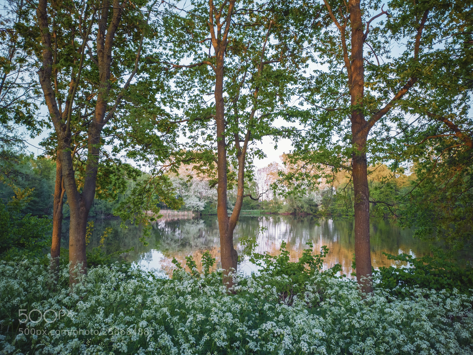 HUAWEI CLT-L29 sample photo. Summertime photography