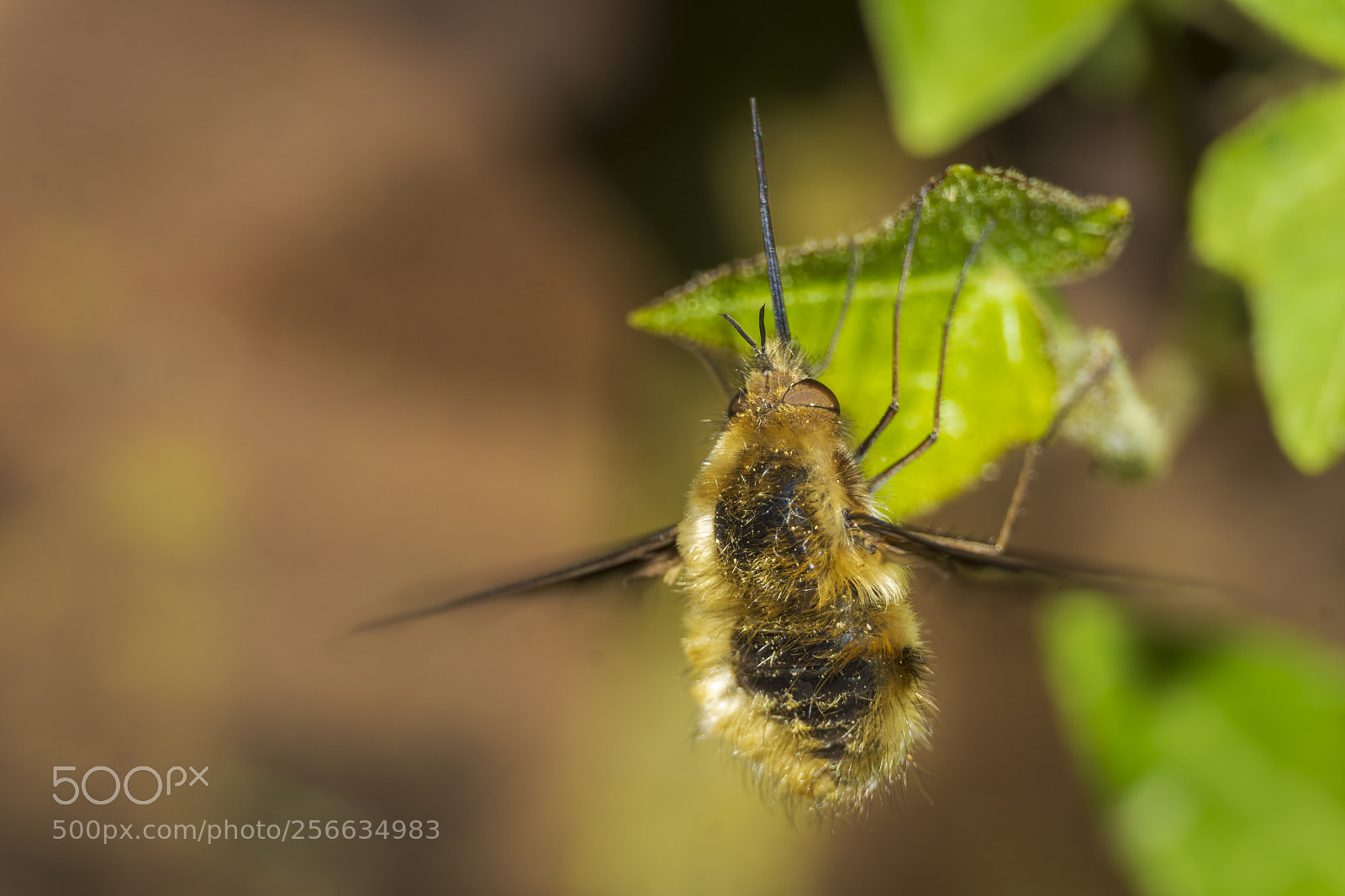 Sony a6000 sample photo. Da bombylius major! photography