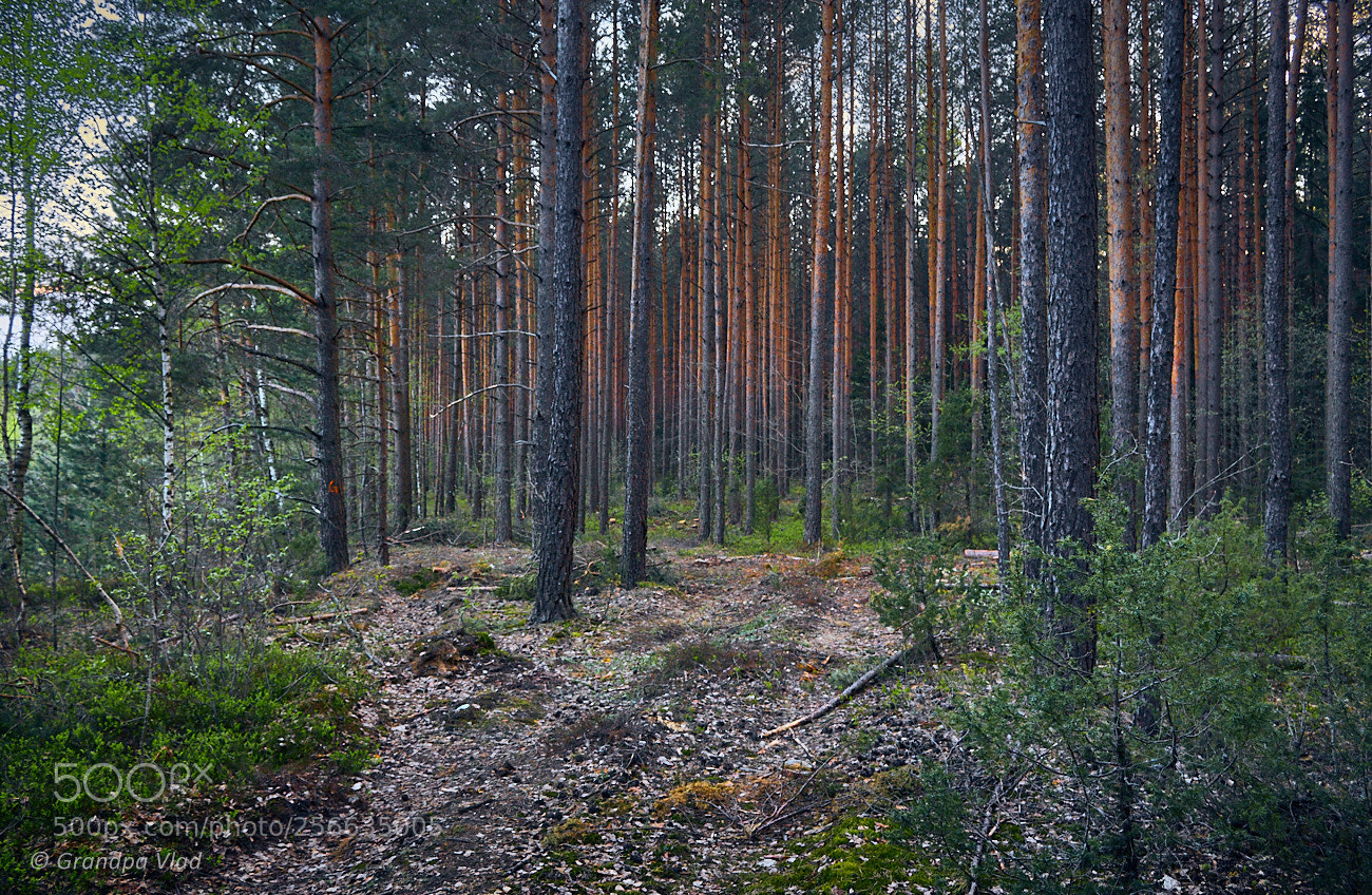 Canon EOS 1100D (EOS Rebel T3 / EOS Kiss X50) sample photo. A pine forest... photography