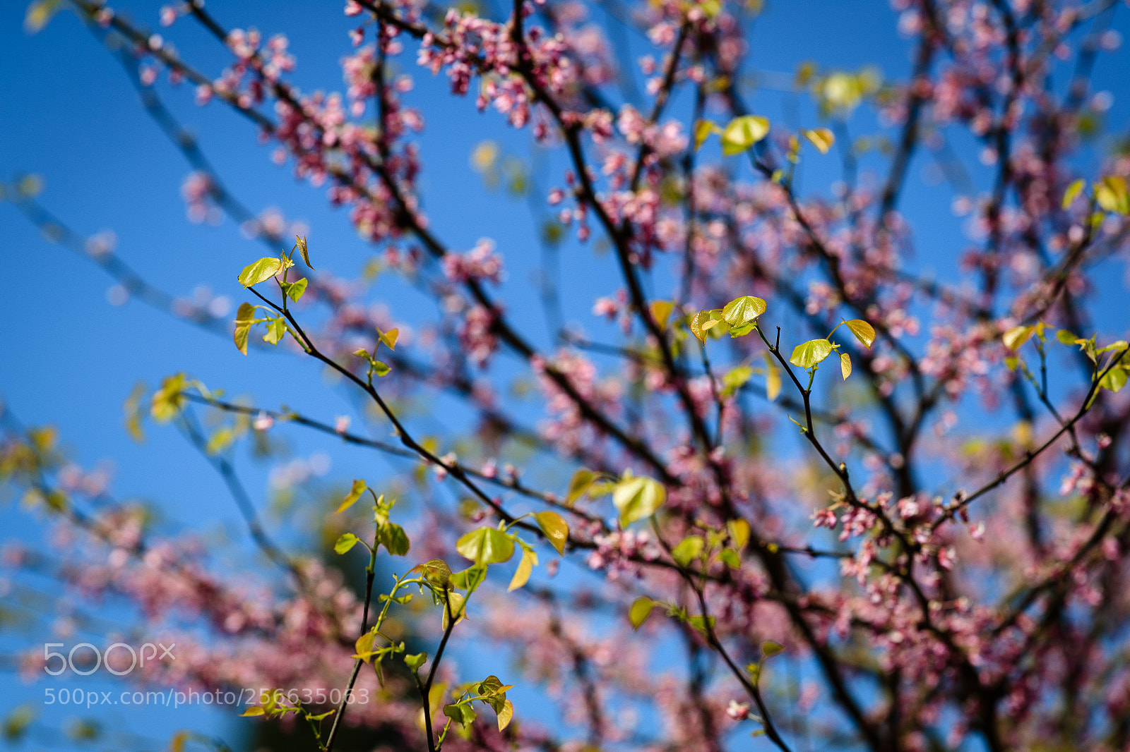 Canon EOS-1D X Mark II sample photo. Come alive photography