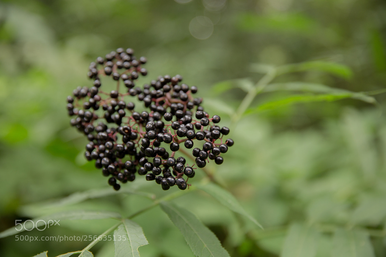 Canon EOS 6D sample photo. Forest fruits photography