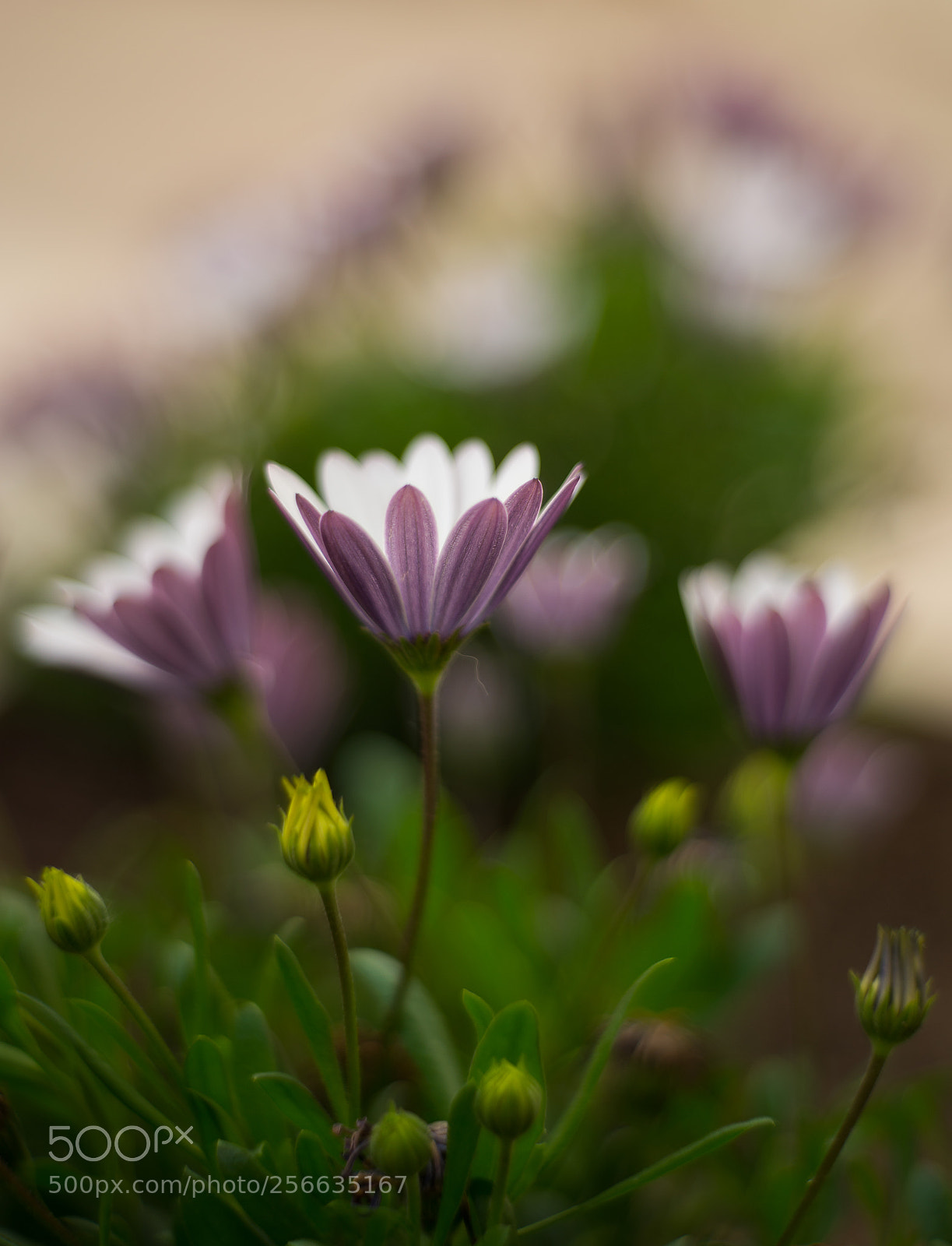 Nikon D610 sample photo. Flor jardi photography