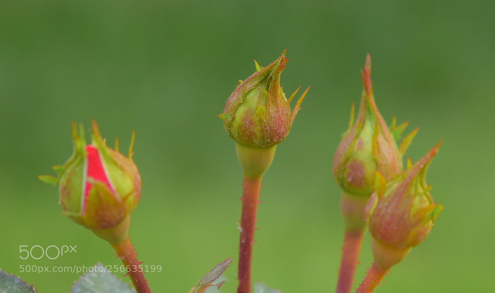 Nikon D810 sample photo. Untitled photography