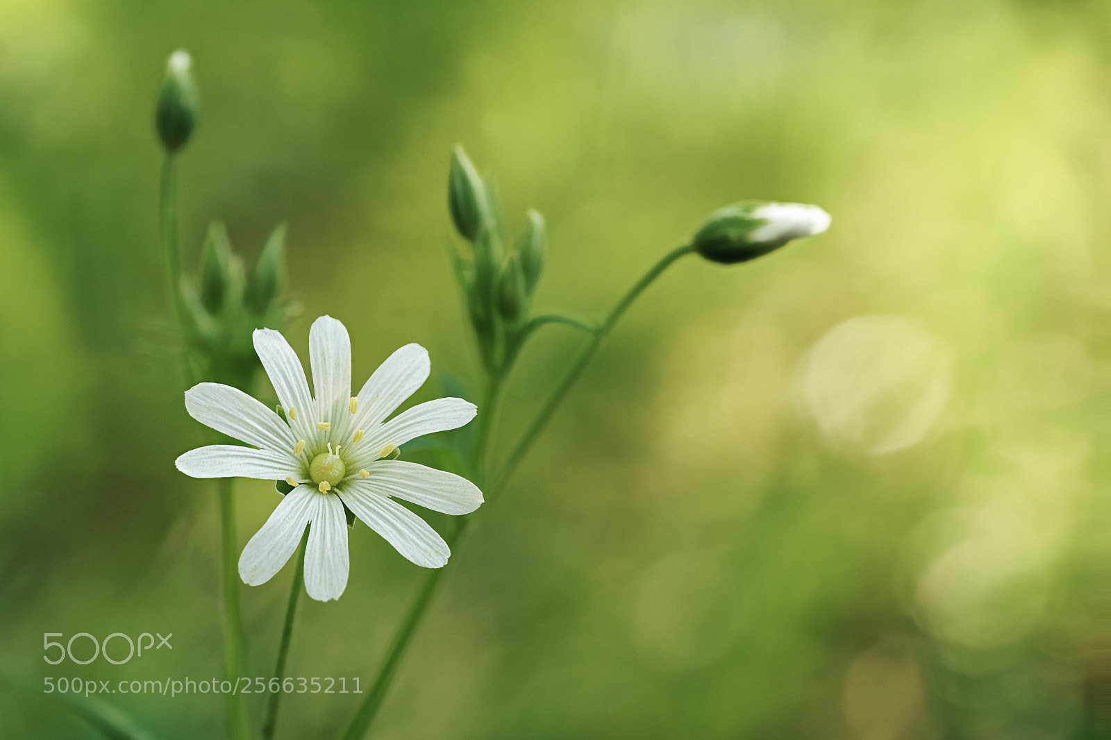 Sony a7 II sample photo. Star burst photography