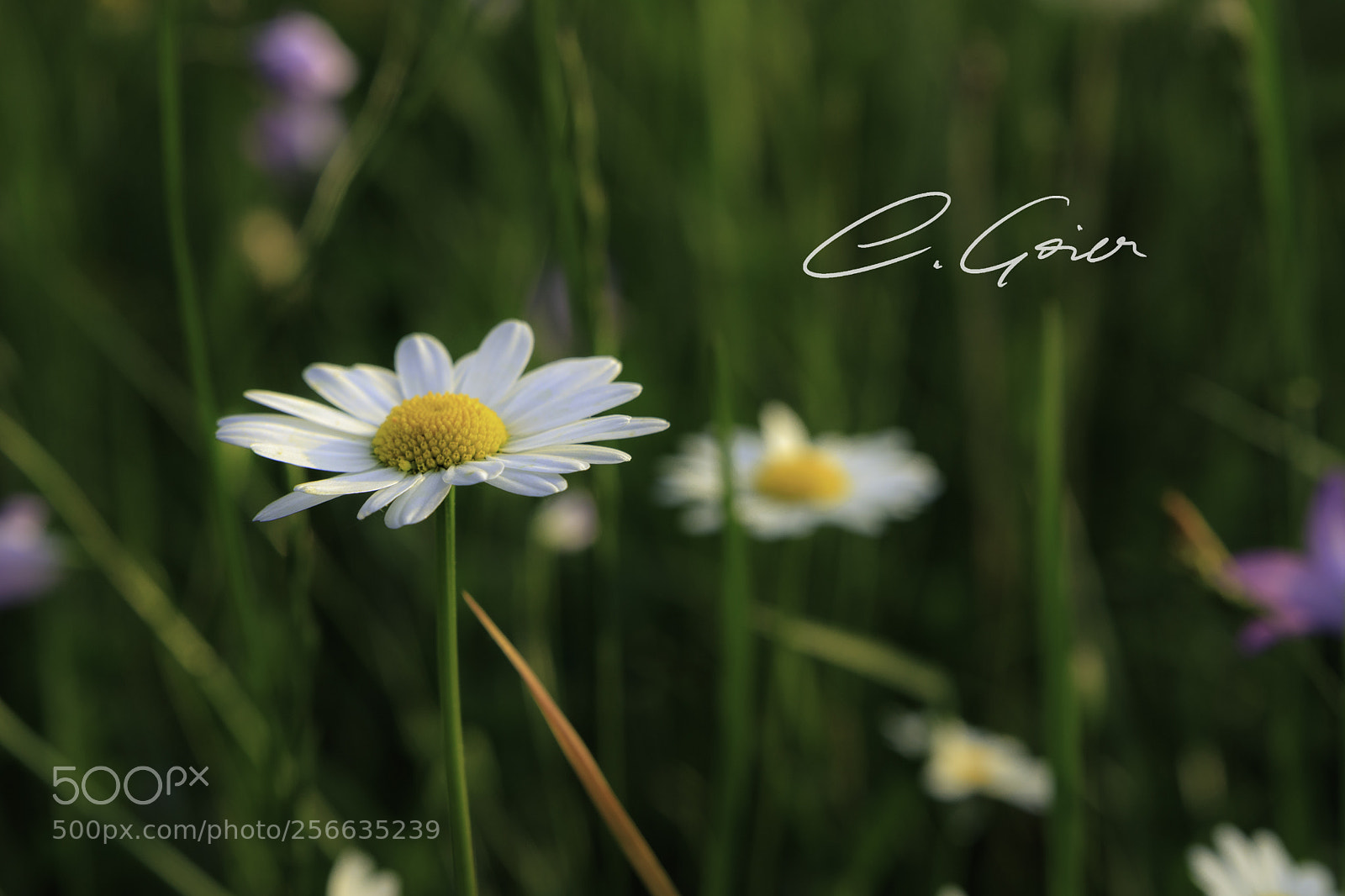 Canon EOS 77D (EOS 9000D / EOS 770D) sample photo. Leucanthemum photography