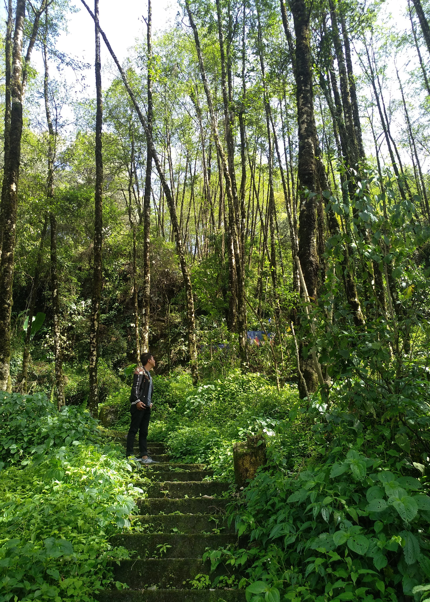 Xiaomi MI MAX 2 sample photo