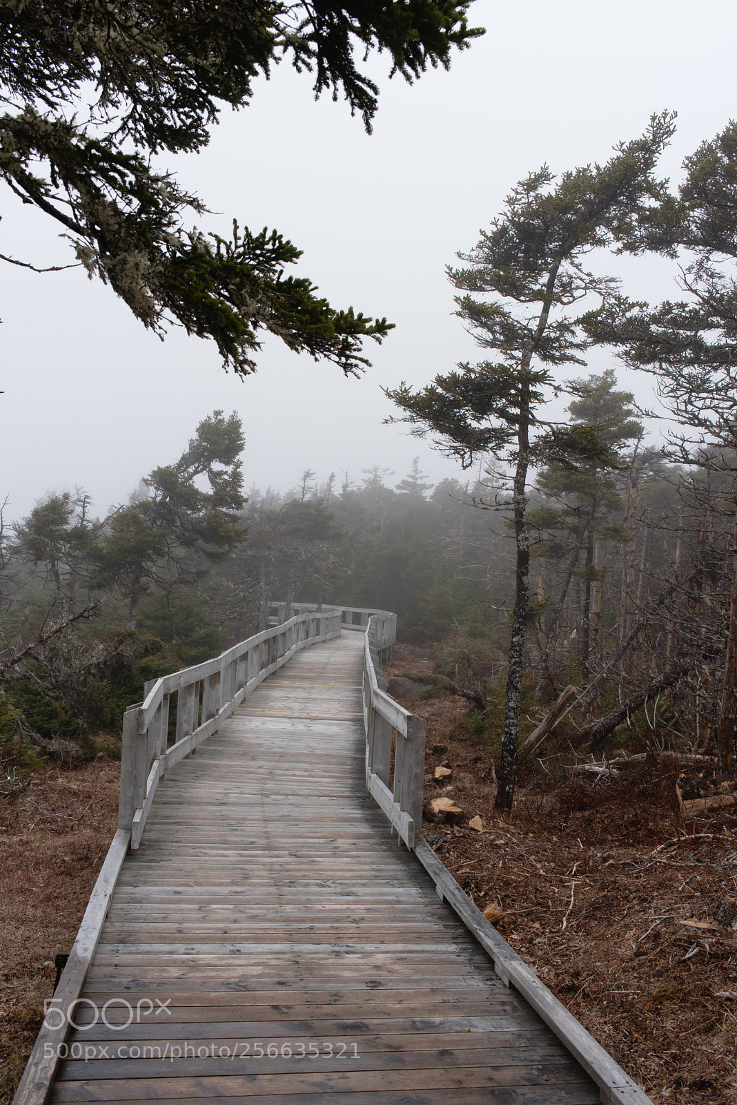 Nikon D750 sample photo. Windswept photography