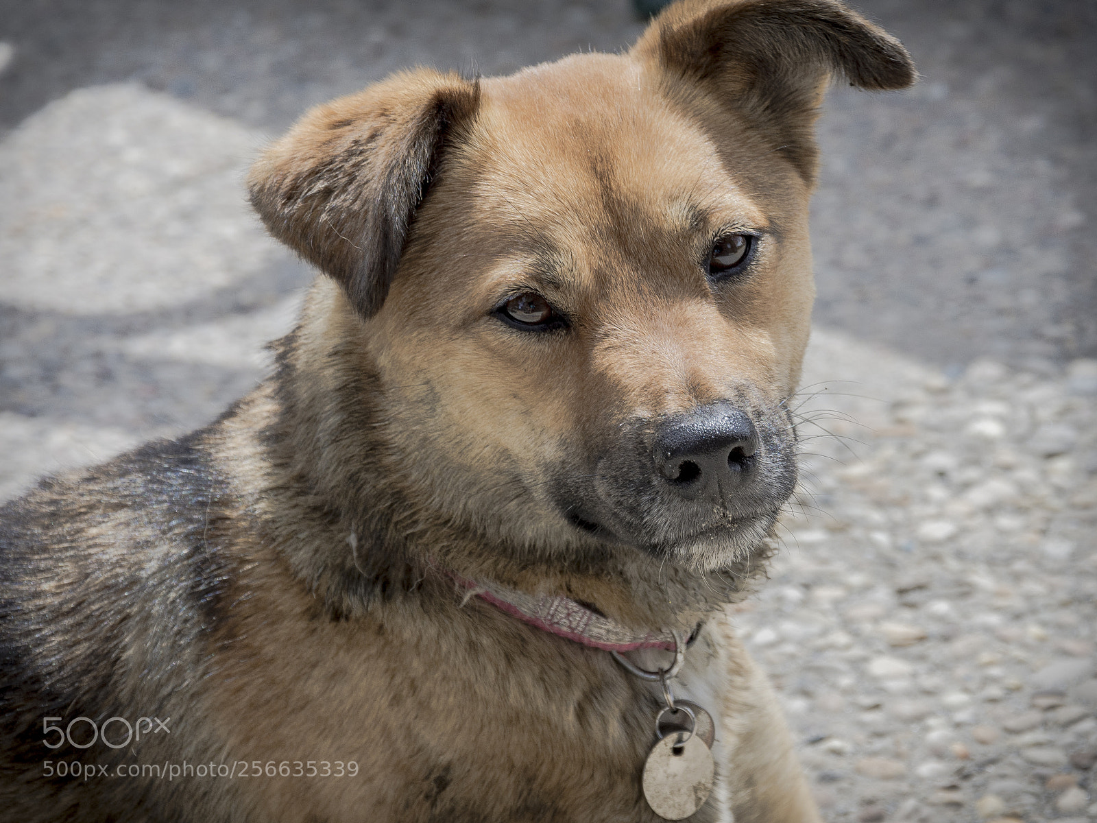 Nikon D7200 sample photo. Un chien photography