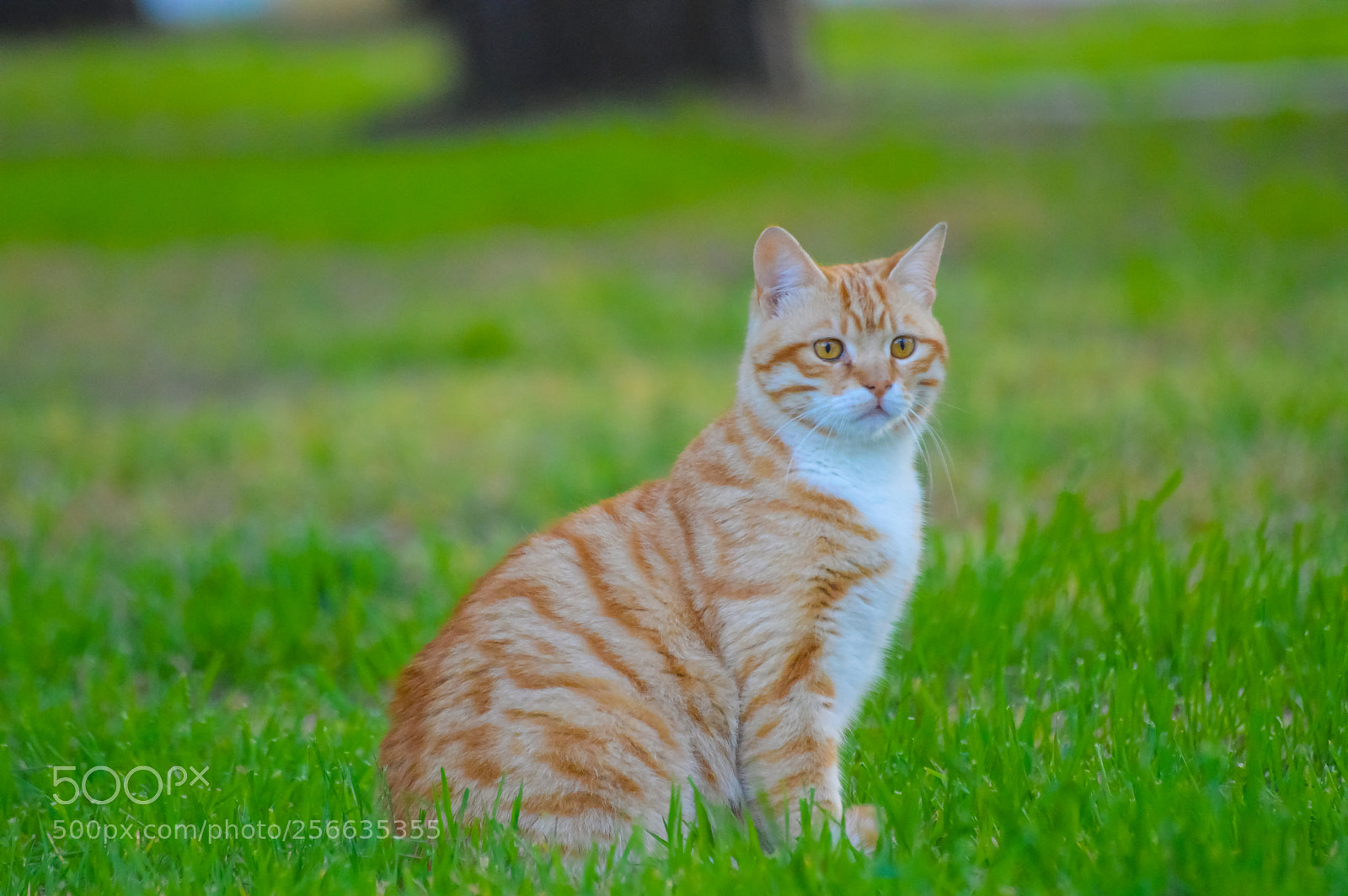Nikon D3200 sample photo. Hawin photography