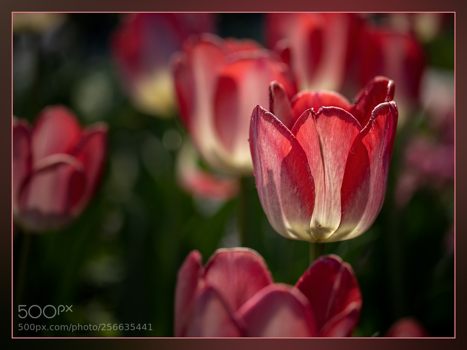 Canon EOS 5D Mark IV sample photo. Flower photography