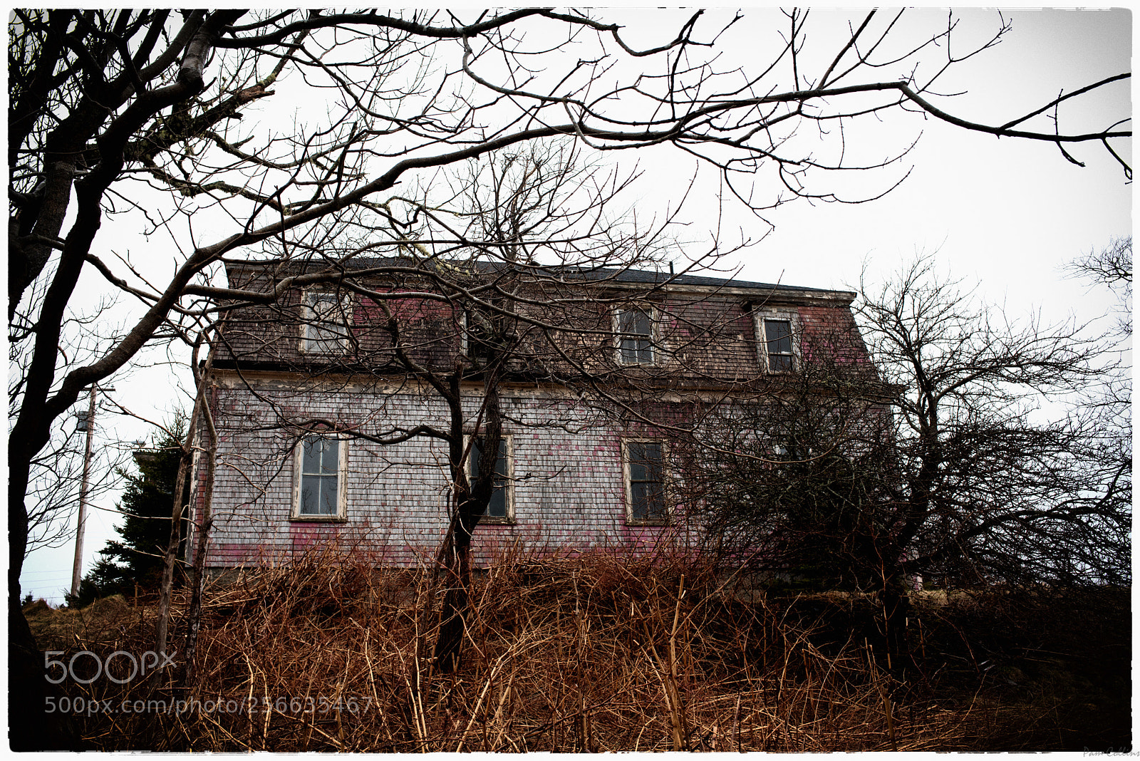 Nikon D750 sample photo. Lonesome photography
