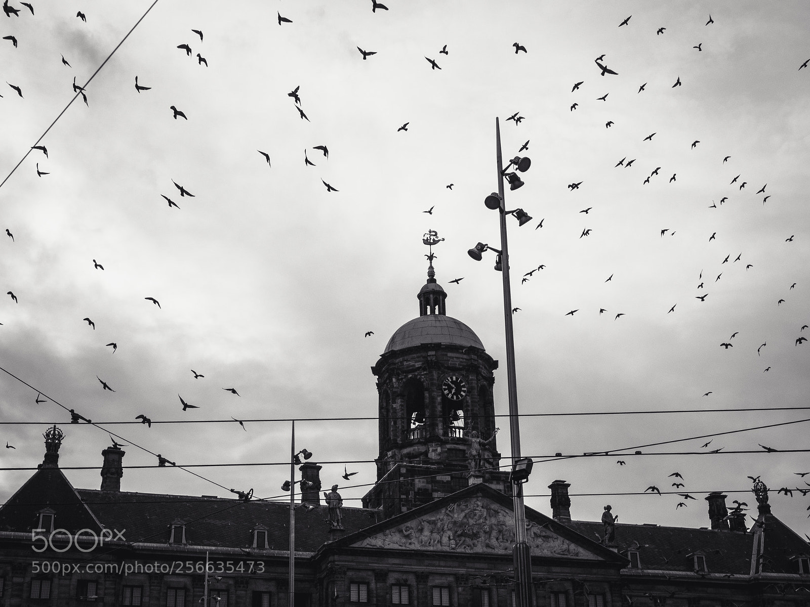 Olympus PEN E-PL5 sample photo. Birds of the amsterdam photography
