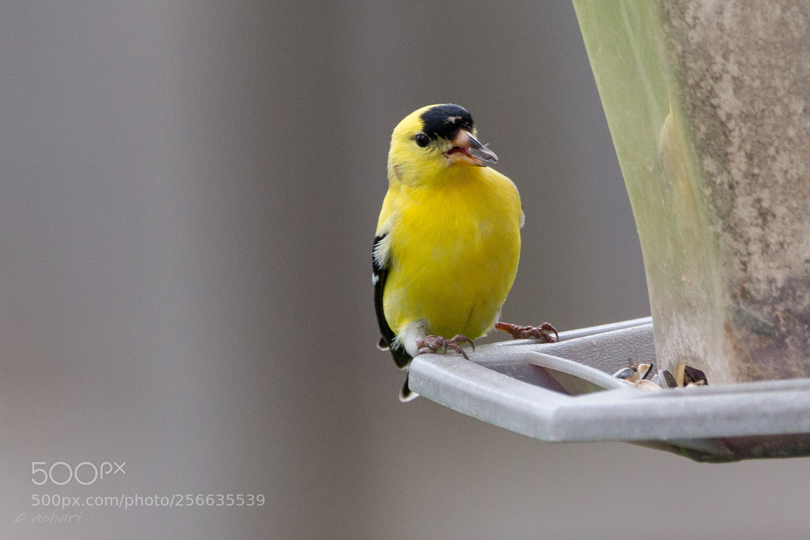 Canon EOS 70D sample photo. Gold finch photography