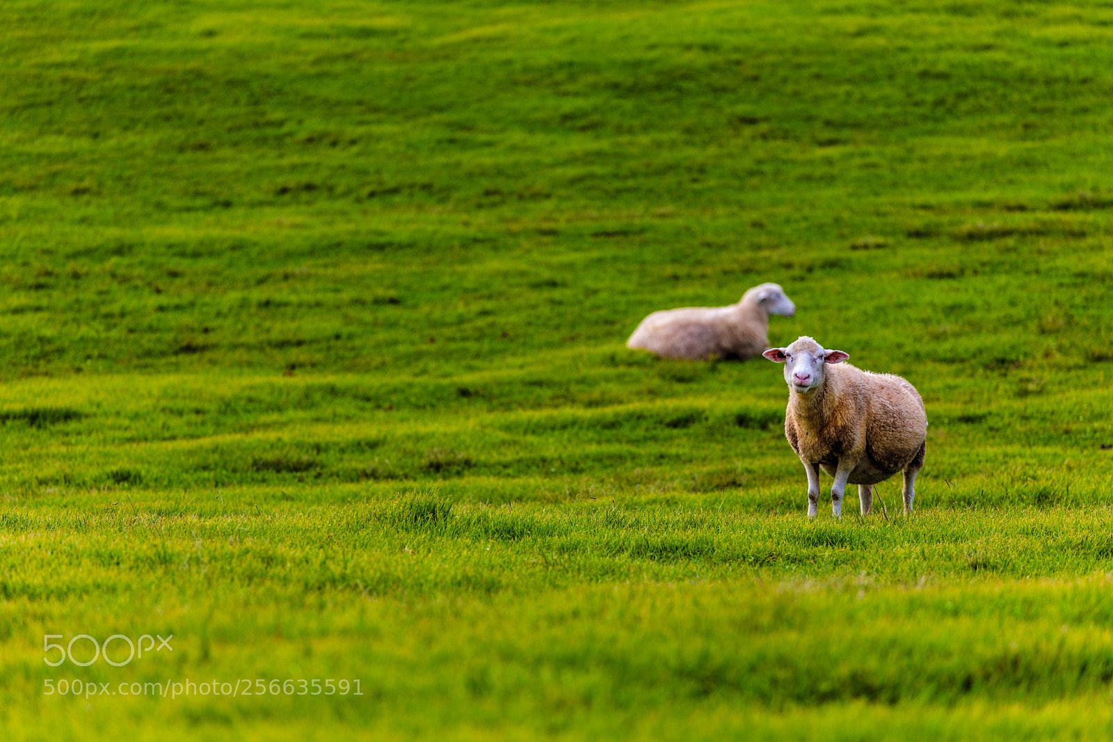 Canon EOS 5D Mark IV sample photo. Sheep photography