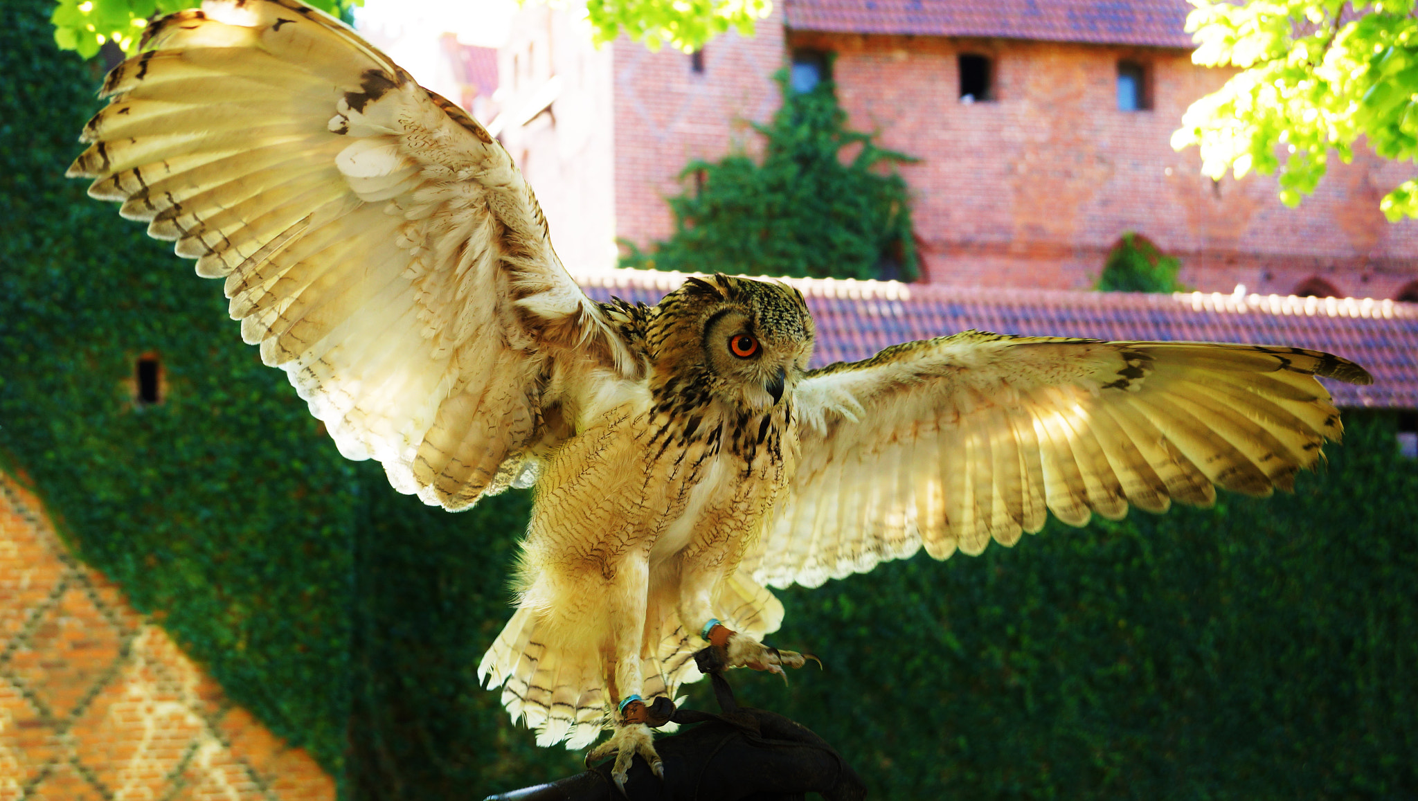Sony DT 18-135mm F3.5-5.6 SAM sample photo. Owl photography