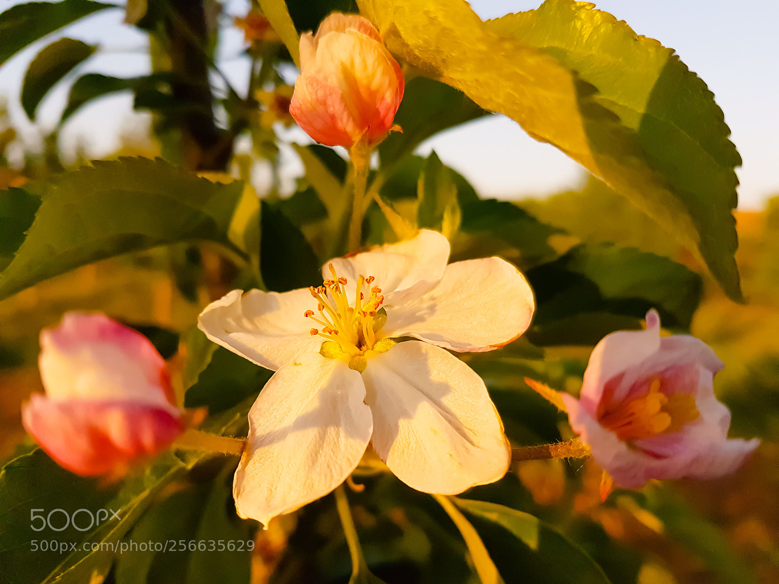 Samsung Galaxy S7 Edge sample photo. Apple blossom photography