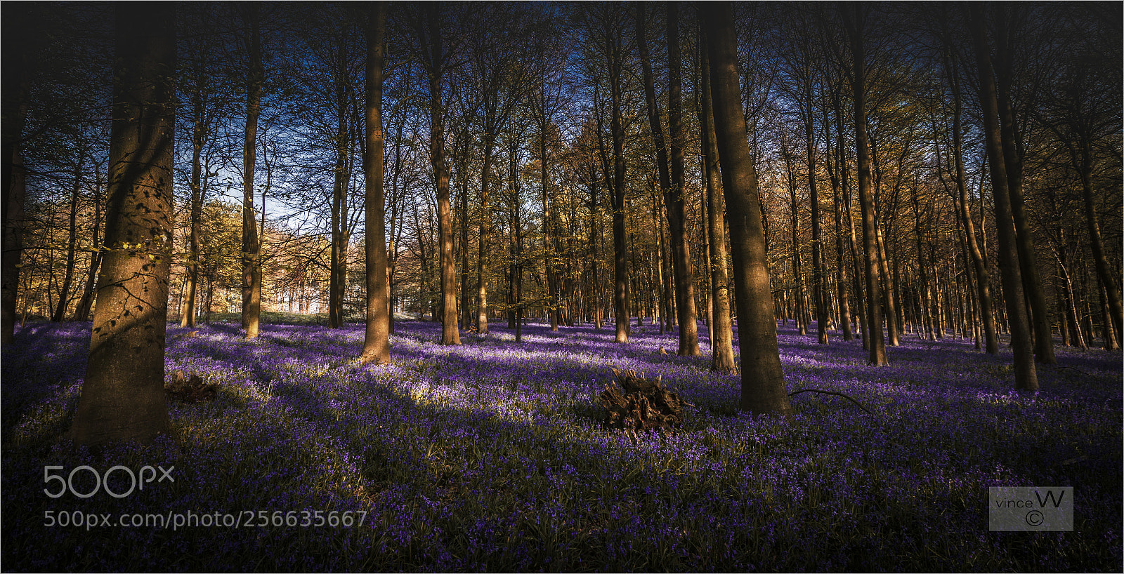 Canon EOS 7D sample photo. Afternoon in kings wood. photography