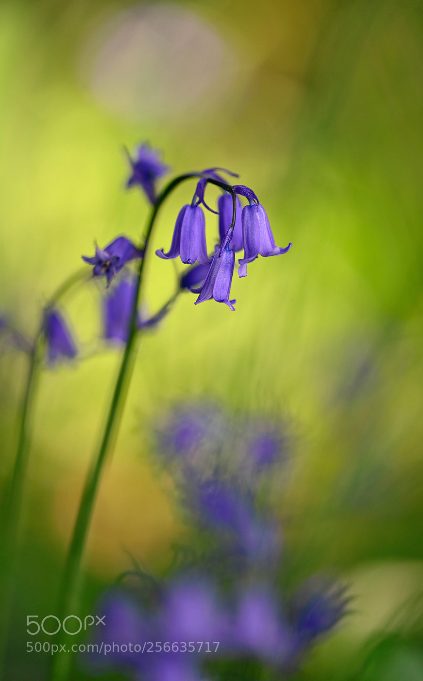 Nikon D800E sample photo. Sunny bells photography