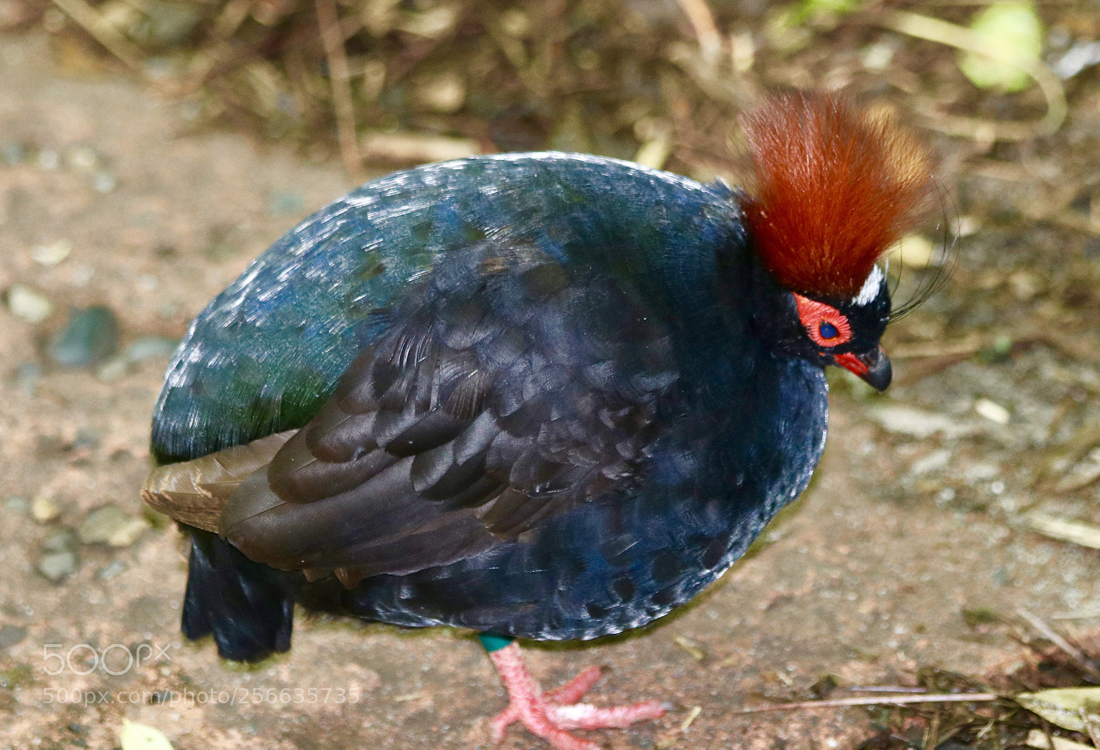 Canon EOS 80D sample photo. Crested wood partridge  photography