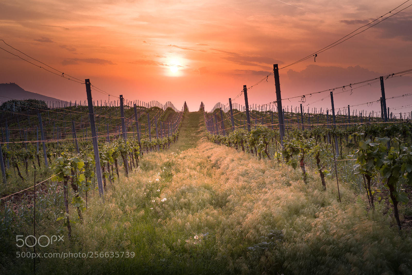 Nikon D810 sample photo. Sunset over vineyard photography