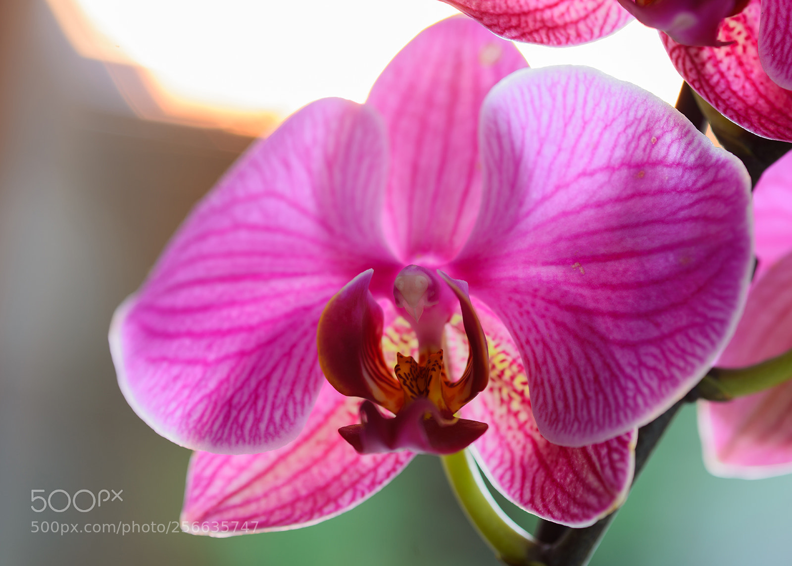 Nikon D800E sample photo. Orchid highlighted with the photography