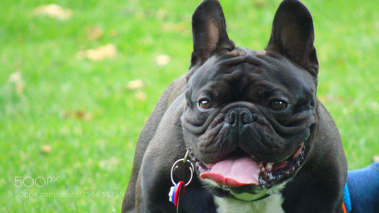 Sony Cyber-shot DSC-H400 sample photo. Doggy. photography