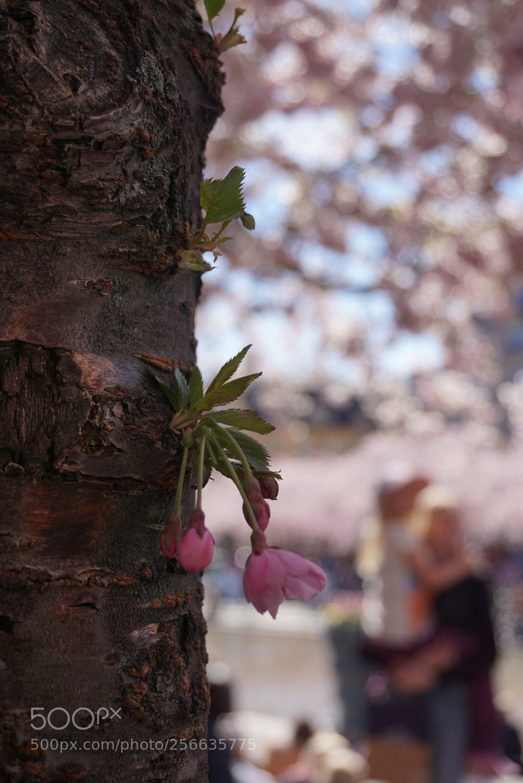 Sony a6000 sample photo. Untitled photography