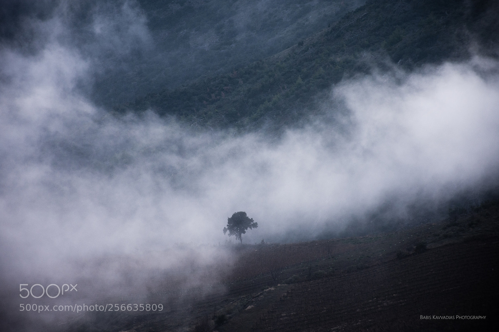 Nikon D7200 sample photo. In the mist photography