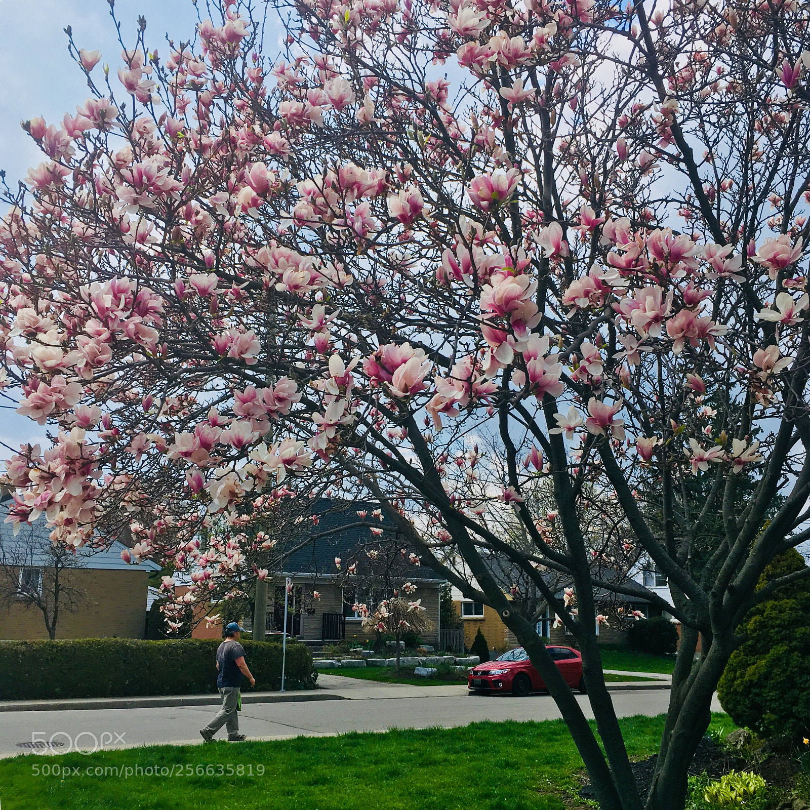 Apple iPhone SE sample photo. Flowers in spring  photography
