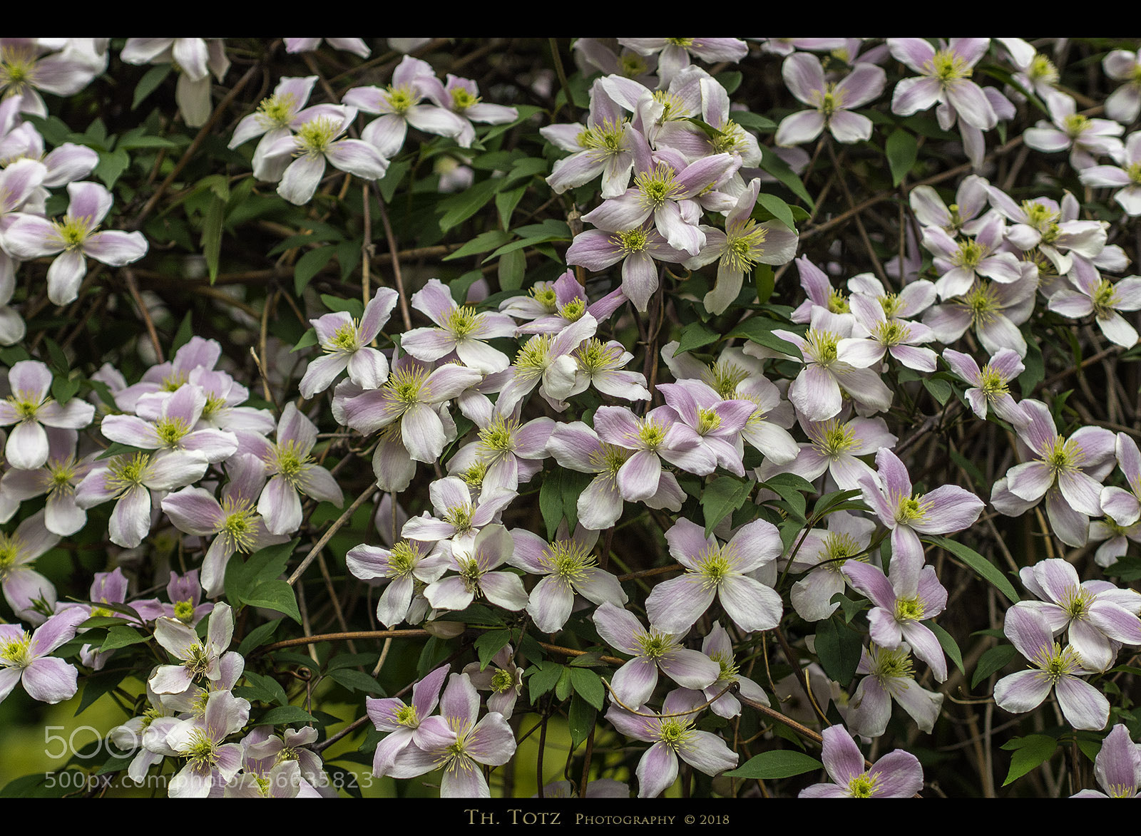 Olympus OM-D E-M5 sample photo. Blossoms photography