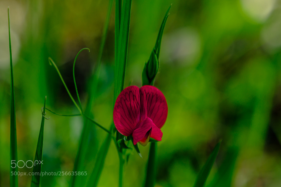 Canon EOS 6D Mark II sample photo. Wild flower photography