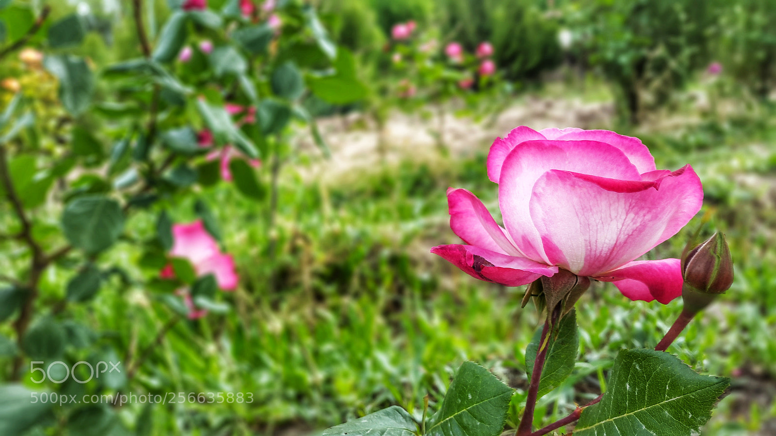 Samsung Galaxy S5 sample photo. The bright flower photography