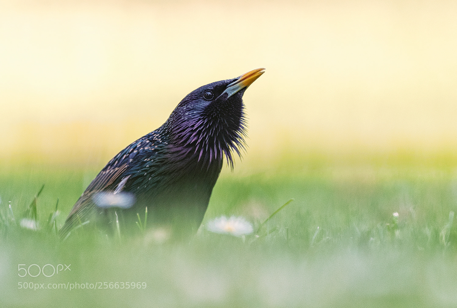 Nikon D500 sample photo. Common starling photography
