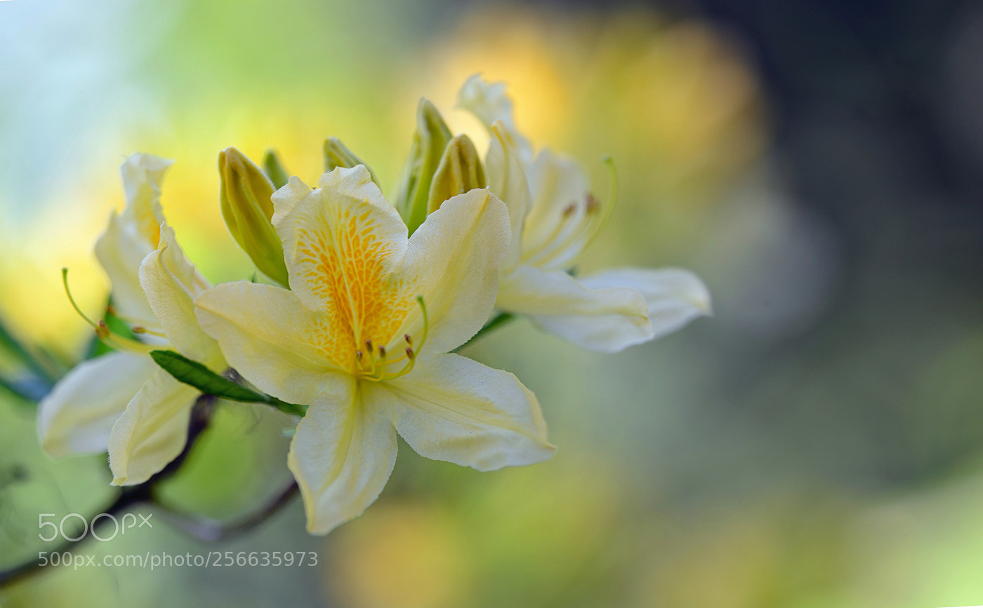 Nikon D800E sample photo. In the light photography