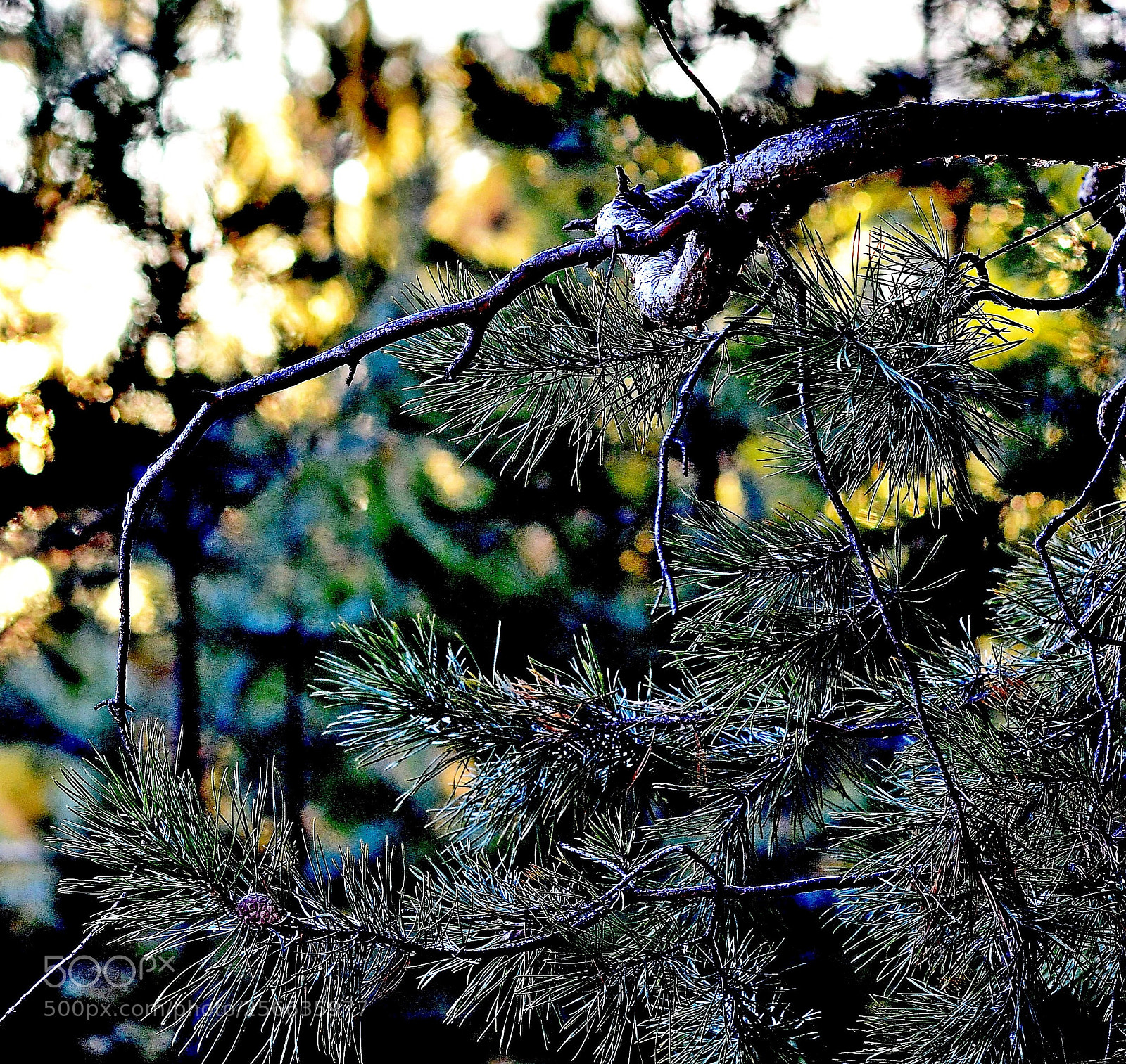 Nikon D7000 sample photo. Сосновая открытка photography