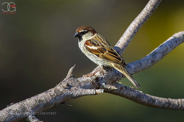 Canon EOS 7D sample photo. Sparrow photography