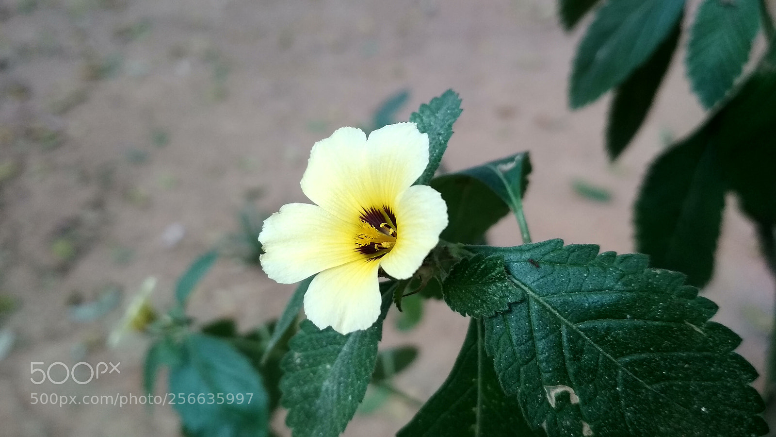 Xiaomi Redmi 4X sample photo. Untitled photography