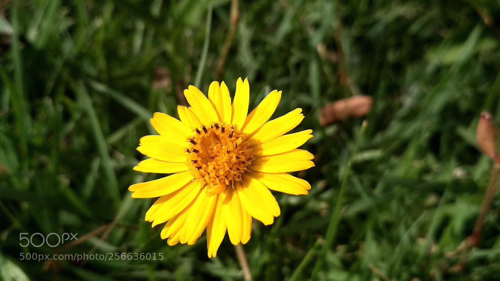Xiaomi Redmi 4X sample photo. Untitled photography