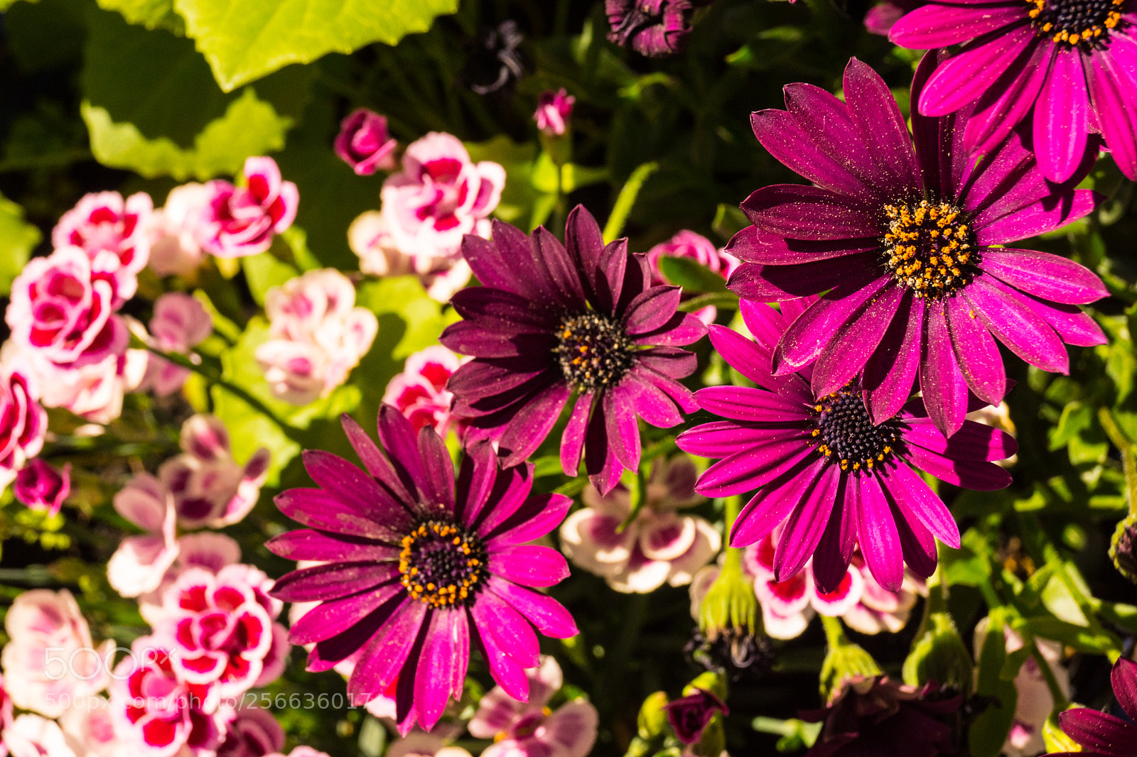 Sony SLT-A68 sample photo. Blumenampel photography