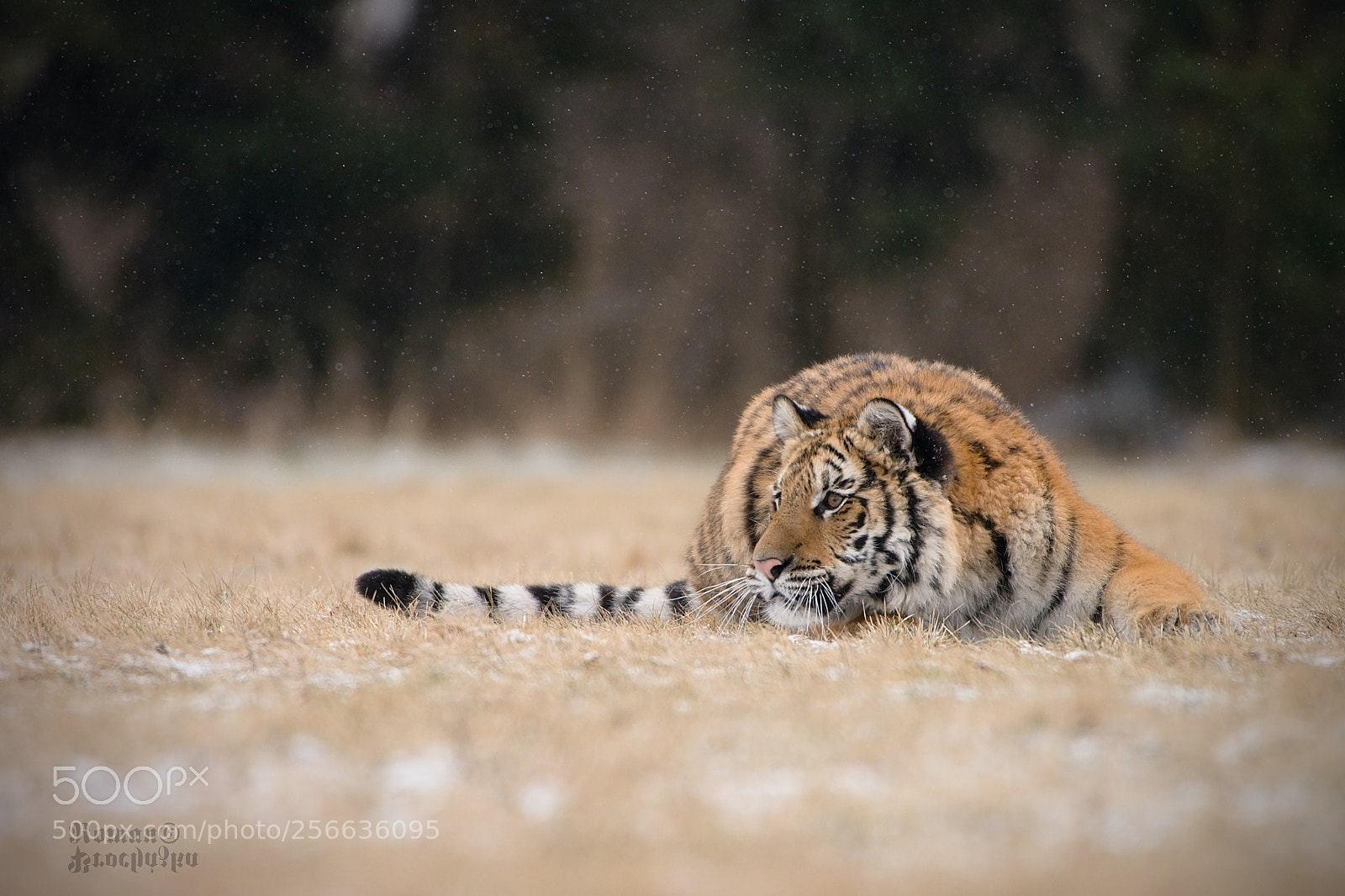 Nikon D7200 sample photo. Layla sees a prey photography