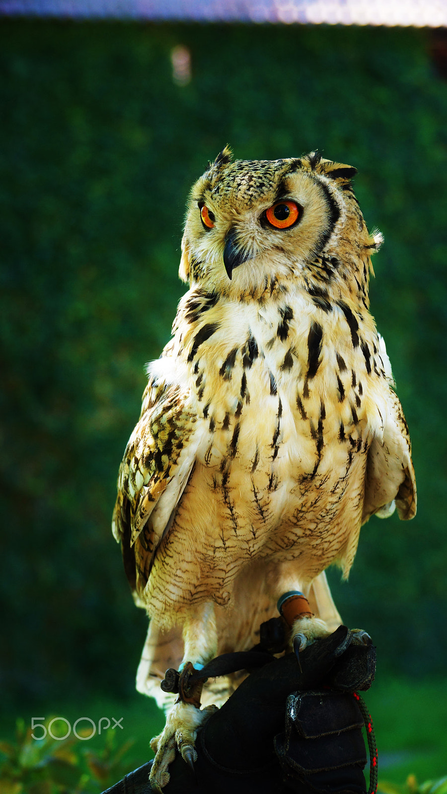Sony DT 18-135mm F3.5-5.6 SAM sample photo. Owl looking for prey photography