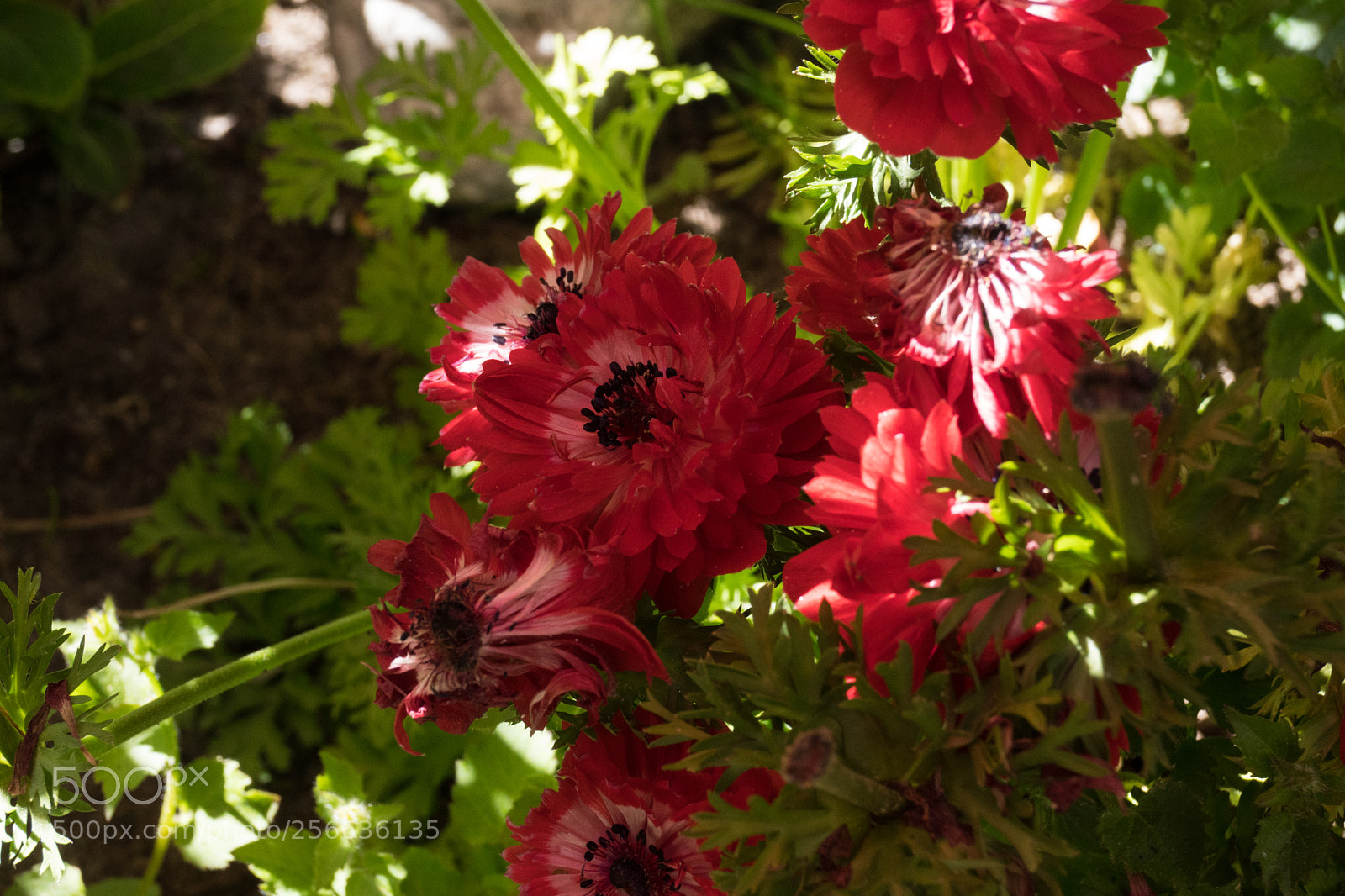 Sony SLT-A68 sample photo. Mohnblume photography
