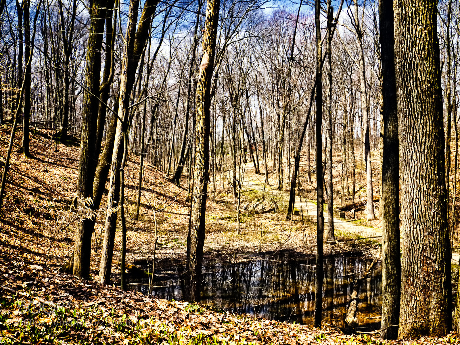 Olympus OM-D E-M1 sample photo. In the woods (color) photography