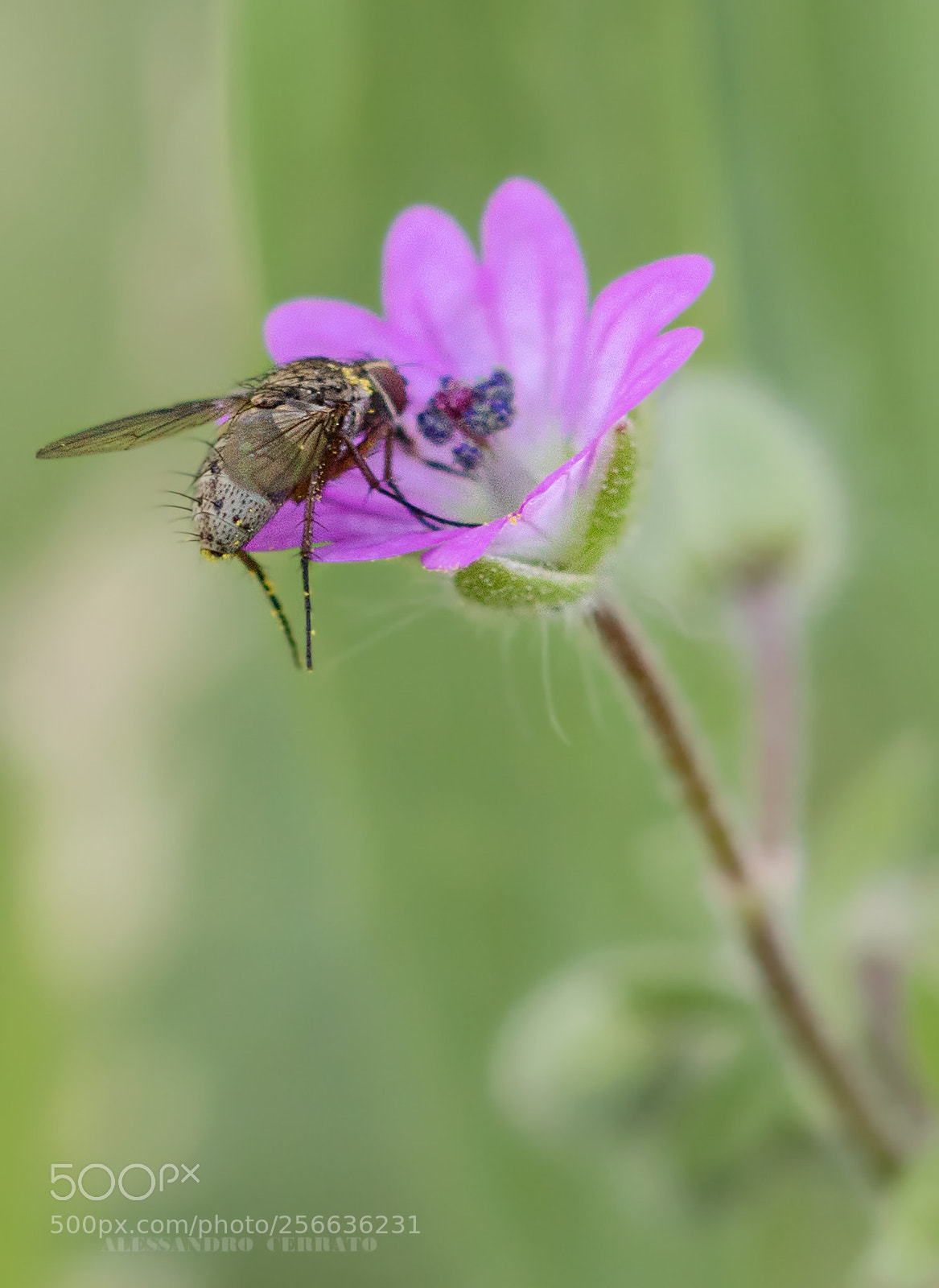 Canon EOS 760D (EOS Rebel T6s / EOS 8000D) sample photo. Ospite photography