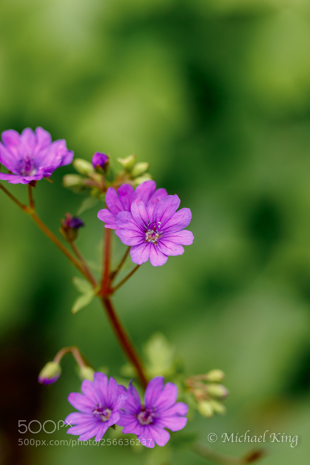 Canon EOS 7D Mark II sample photo. Geranium. photography