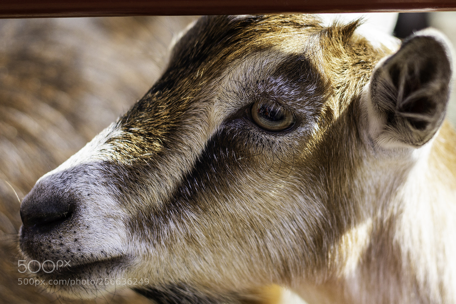 Canon EOS 1200D (EOS Rebel T5 / EOS Kiss X70 / EOS Hi) sample photo. Goat photography