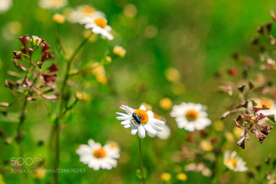 Canon EOS 6D Mark II sample photo. Camomilla photography
