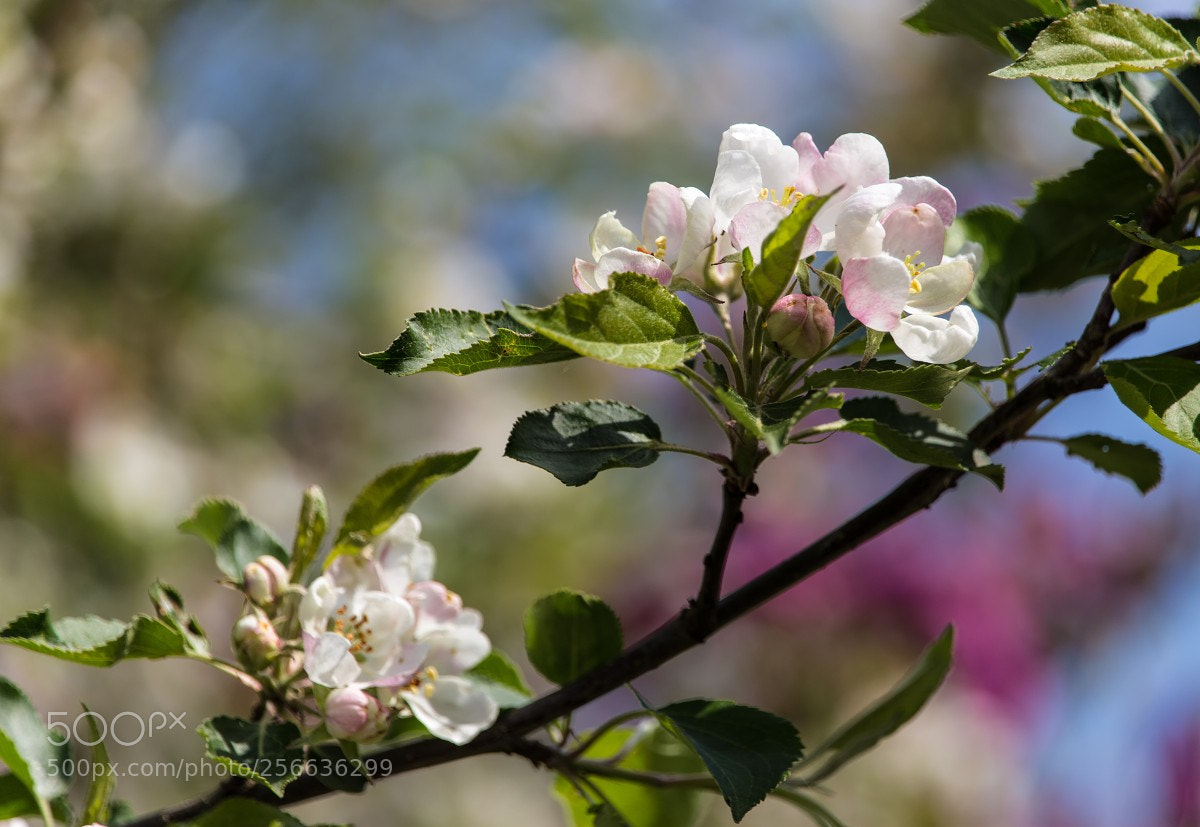 Canon EOS 6D sample photo. Spring - apple blossoms photography