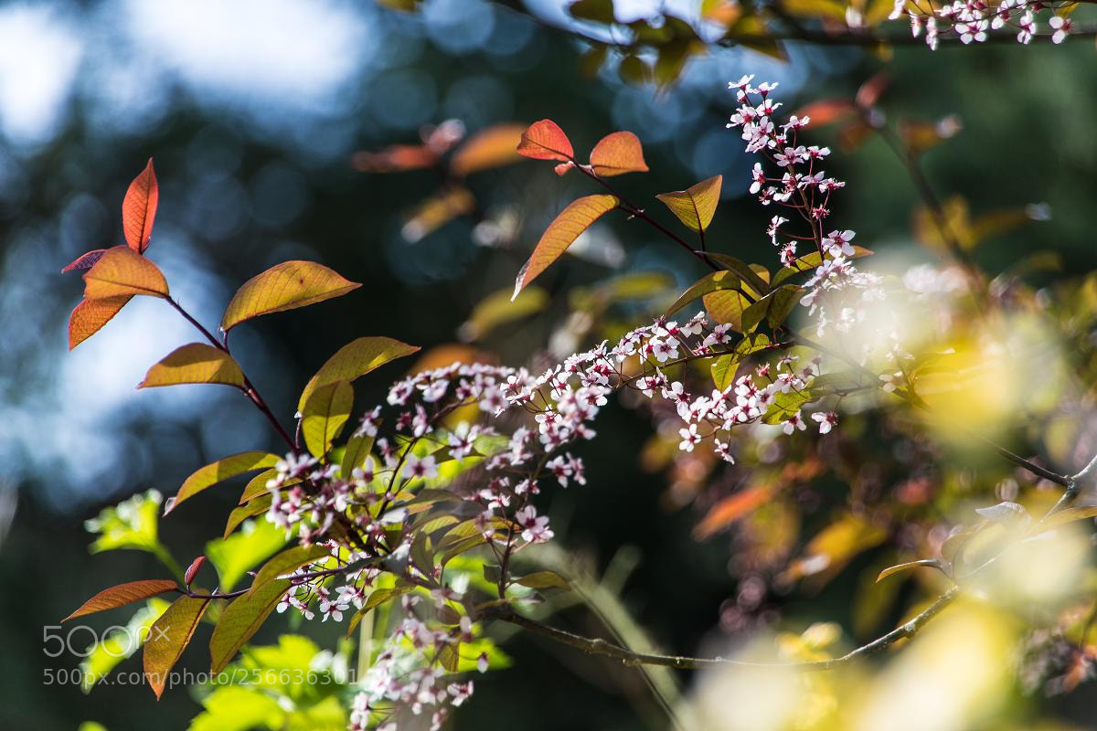 Canon EOS 6D sample photo. Spring blossoms and young photography