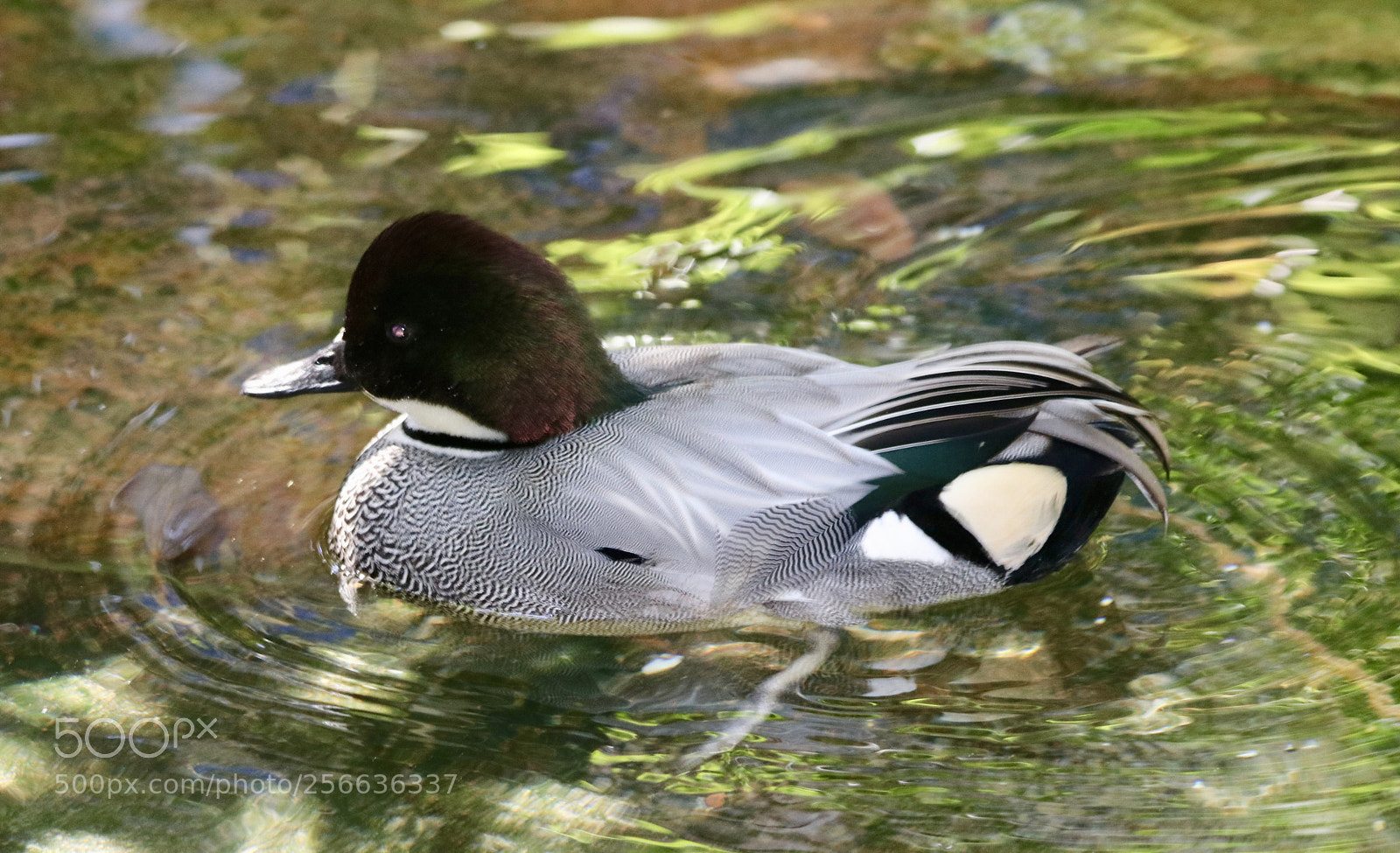 Canon EOS 80D sample photo. Falcated teal duck photography